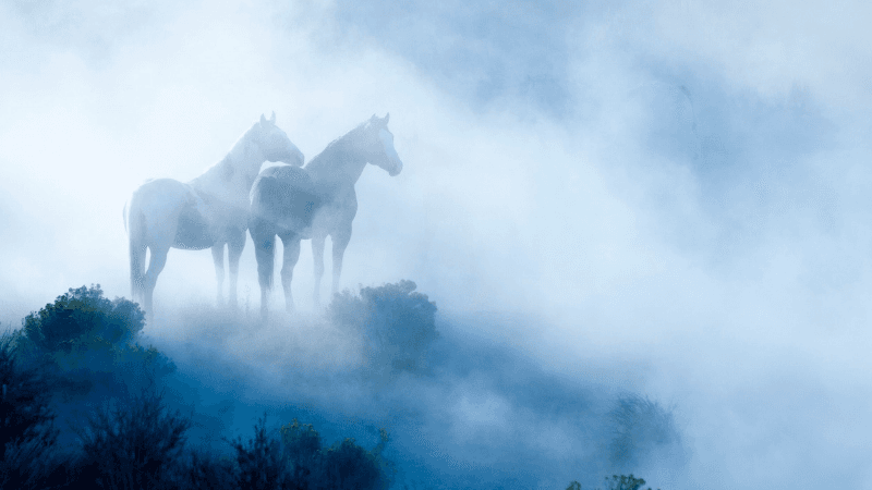 Year Of The Horse SJ